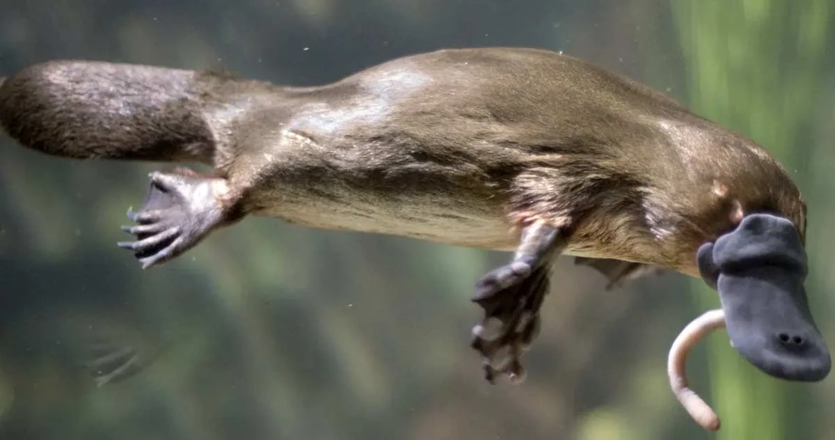 Ornitorincul: de ce credeau zoologii că acest animal este o farsă şi că